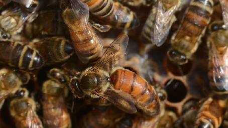 HIGH ALERT: NSW government put a lockdown on honey bees, putting beekeepers on high alert. 