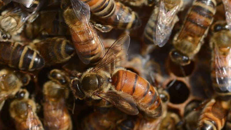 HIGH ALERT: NSW government put a lockdown on honey bees, putting beekeepers on high alert. 