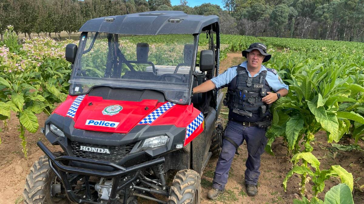 Illegal crop: Police helped conduct a raid on an illegal tobacco farm near Tumbarumba. Picture: Riverina Police District