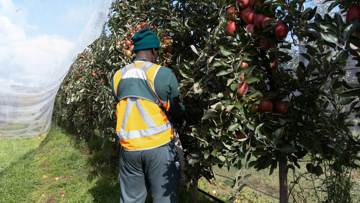 BUMPER HARVEST: Inmates at the Mannus Correctional Centre helped pruduce over 2 million apples this year. Picture: CSNSW