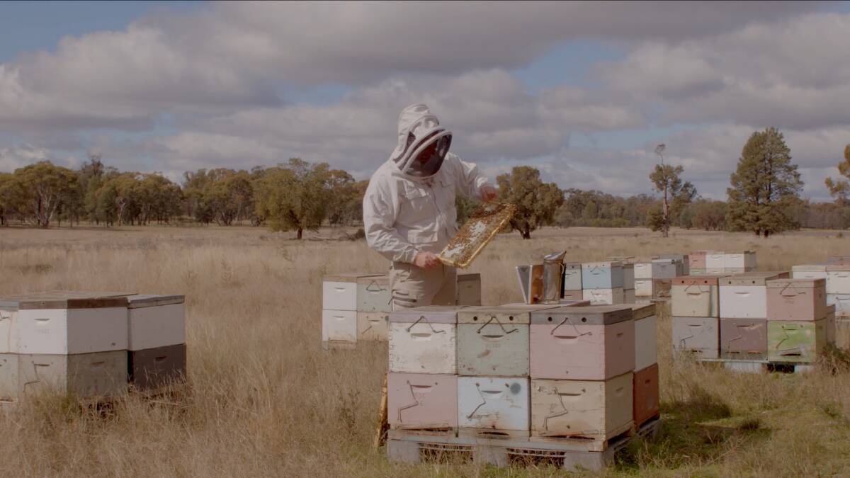WIN: A Wild Nectar honey apiarist tends a hive in NSW. NSW beekerps will now be able to phsyically inetract with their bees for the first time in two weeks. Picture: contributed 