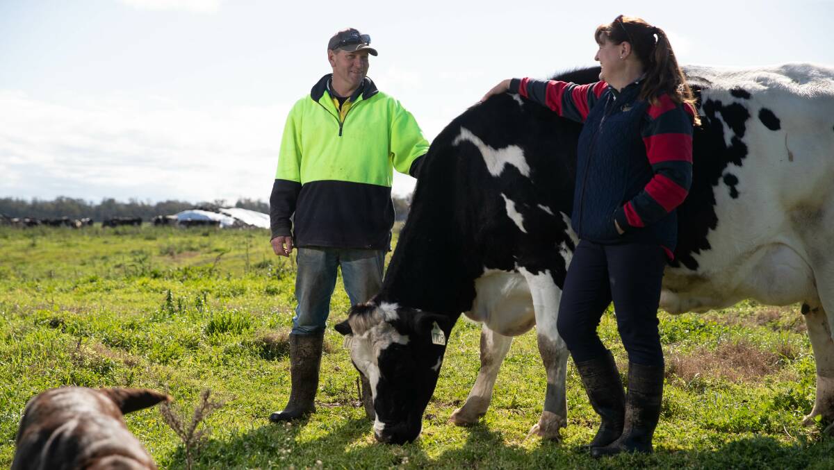 LIVING NEXT DOOR TO ALICE: Simone and Neil Jolliffe alongside their 'poster girl' Alice the cow. One of 580 on their Euberta farm. Picture: Madeline Begley 