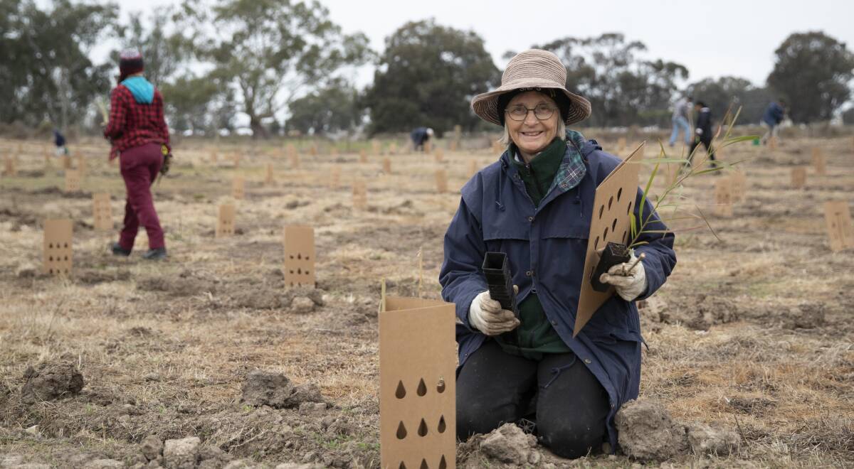 Lake Albert resident Margaret Tinnock planting trees and sheltering them with bio-degradable protective cardboard. Picture: Madeline Begley