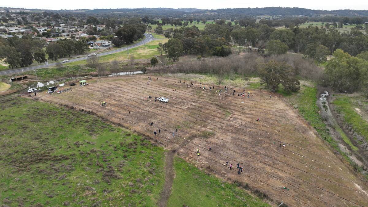 A bird's-eye view of Sunday's tree planting location. Picture: Steve Moore