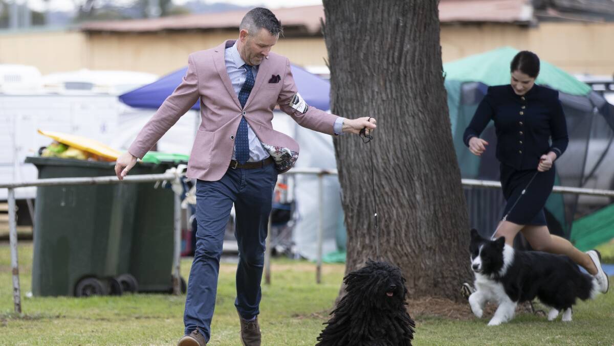 Canberra's Darren Skipworth fell into dog showing at seven years old, here with Hungarian puli Rocket, who would win best exhibit in the working dog group. Picture: Madeline Begley