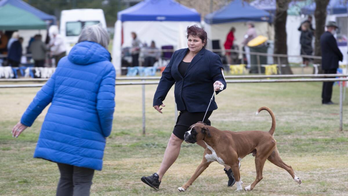 Boree Creek's Lee Fletcher handling boxer Deacon as judges watch on. Picture: Madeline Begley