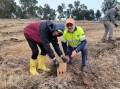Frenchman Gabriel de Bure (left) and lifelong Wagga local John Craig making the most of the region, pictured here planting natives for National Tree Day. Picture: Supplied