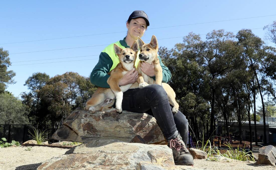 Curator Wendy McNamara with Wagga Zoo's latest additions, dingo puppies Zeke and Diego. Picture by Les Smith 