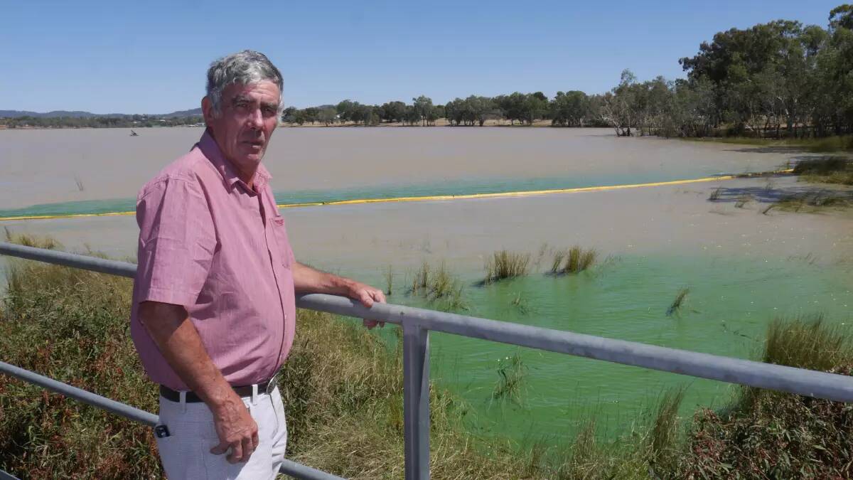 Wagga City Councillor and Boat Club commodore Mick Henderson pictured by some blue green algal blooms at Lake Albert in early March. Picture by Andrew Mangelsdorf