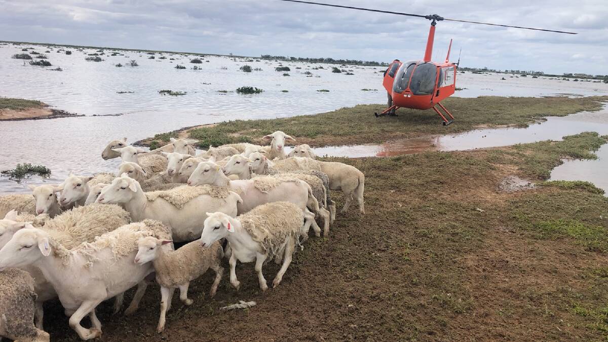 Mark Schiller attempted to rescue a large mob of dorper sheep with the aid of a helicopter at his Maude property this week. Picture supplied 