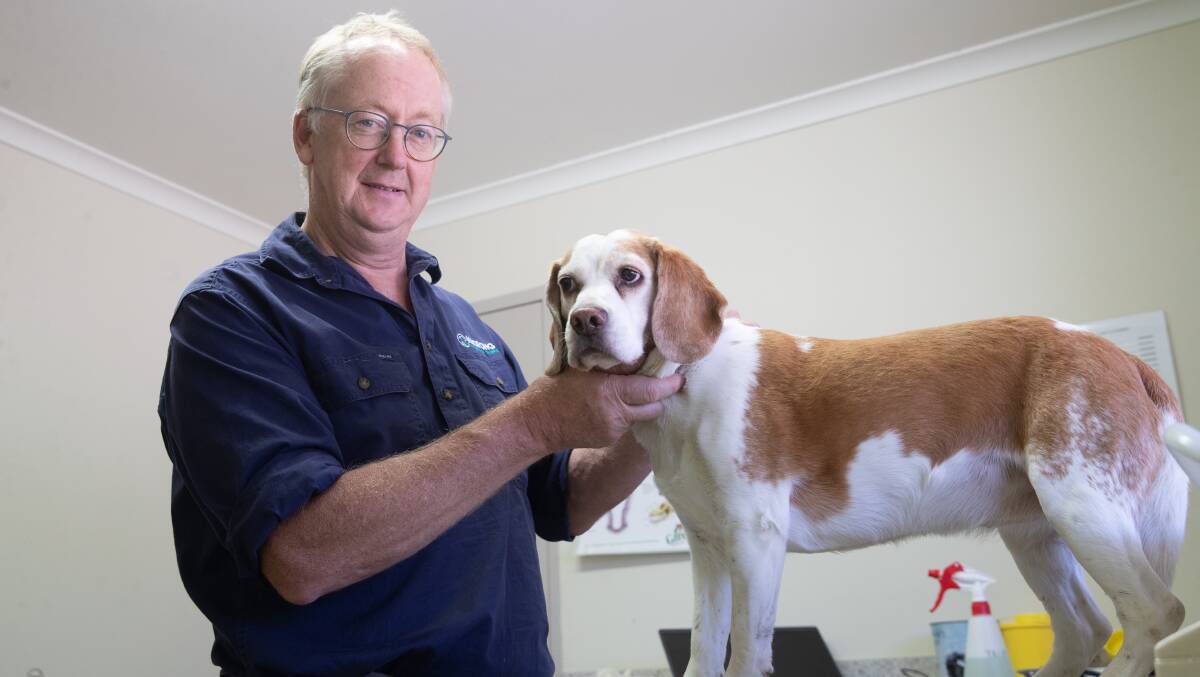 Vet John Coles, pictured at Moorong Vet Clinic on Friday with Ellie the beagle. Picture by Madeline Begley