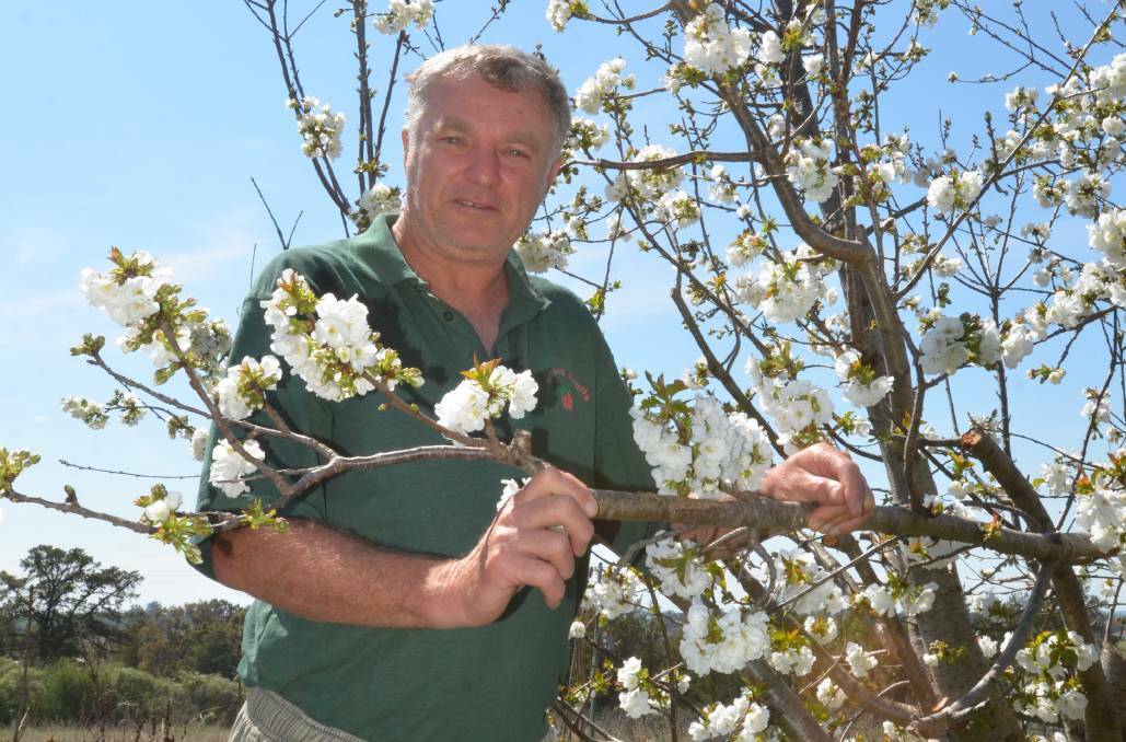 Young cherry farmer Scott Coupland says fruit pickers deserve the freedom to choose how to spend their own money. Picture from file