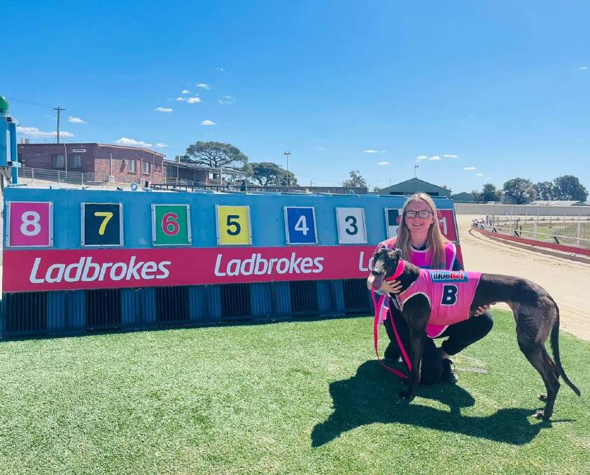 Stagger Out Elly has won her last two and placed in seven from her last nine, however will be up against it in a very strong Bidgee Cup heat. Picture from Wagga Greyhound Club