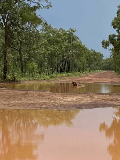 The buffalo loves the state of this road in the NT. Picture by Stephen Parks. 