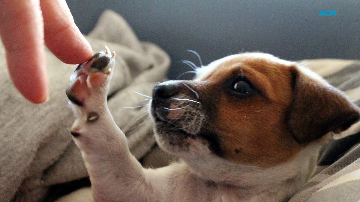 The creation of a top dog: puppy touches paws with its human friend. Picture via Canva