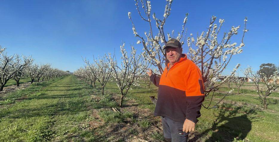 Yenda prune farmer Peter Raccanello says he is concerned about potential further restrictions as a result of the Varroa mite outbreak, with many crops such as plums and prunes now in need of pollination. Picture by Allan Wilson