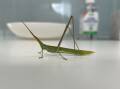 Giant green slantface grass hopper found inside office building in Wagga. Picture by Emily Anderson