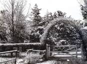 White winter: Snow in the Council Gardens early 1900s. Photo: Supplied.
