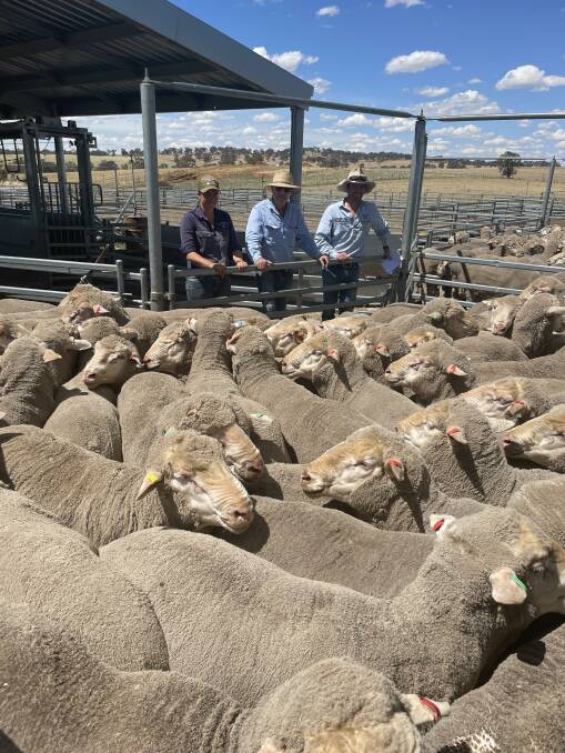 At Oxton Park, Harden, Emelia Stokehill, Paul O'Connor and Brad Cavanagh checking their home-bred Poll Merino rams which genetic background contributed to the Producer of the year award from Gundagai Lamb.
