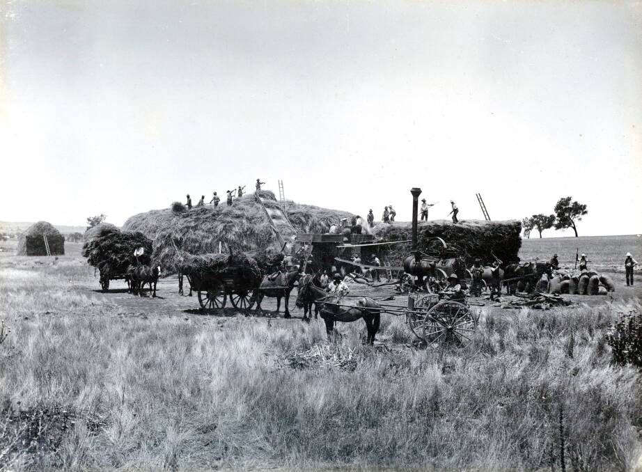 MAKING HAY IN SUNSHINE: Harvesting and haystack building at Eunonyhareenyha in the early 1900s. Picture: Anthony Brunskill Album, Museum of the Riverina
