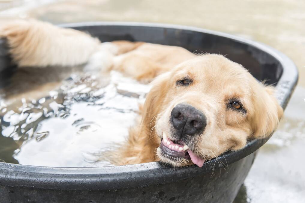 DEADLY: As the hot weather approaches make sure you pets are kept cool with plenty of water, early-moring exercise and under no circumstances leave them in hots cars or cages.