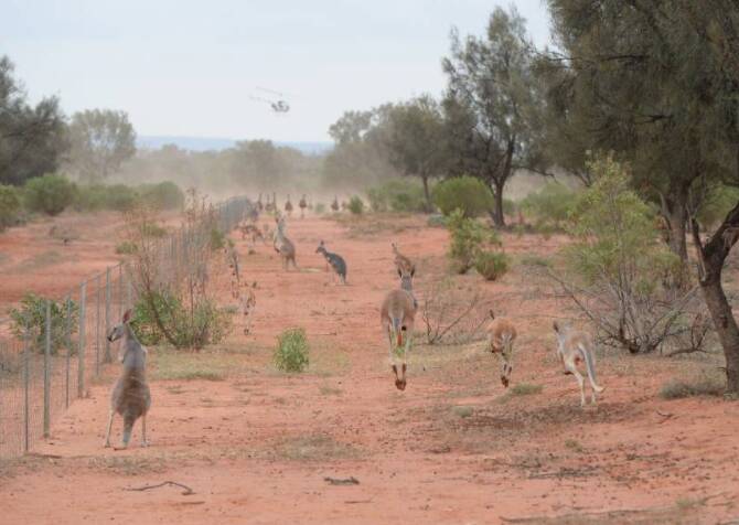 Reportedly, the film’s second half features footage of mass kangaroo shootings and joeys being beaten to death to save bullets. Pictured here are a flock out near Broken Hill this week. Photo by Rachael Webb. 