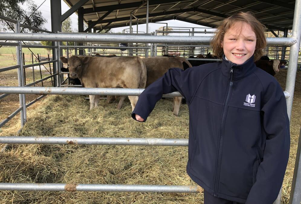 RURAL INSPIRATION: Archie Cowley, 13, of the Wagga Christian College is pictured with some of the school's show cattle. Pictures: Nikki Reynolds