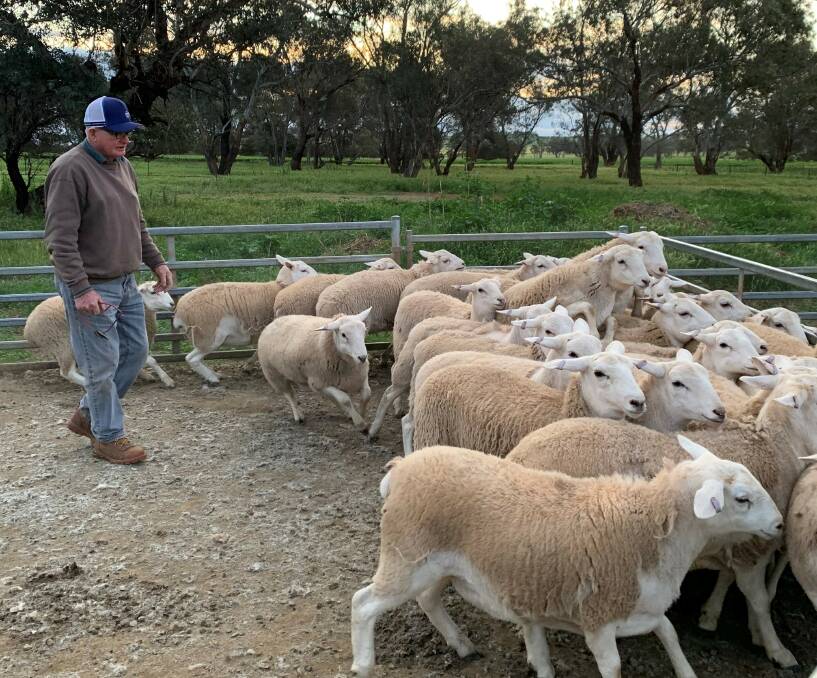 RESULTS: Brian McKelvie of Marrar is pictured with some of the Australian White ewe lambs which sold on AuctionsPlus. Picture: Supplied