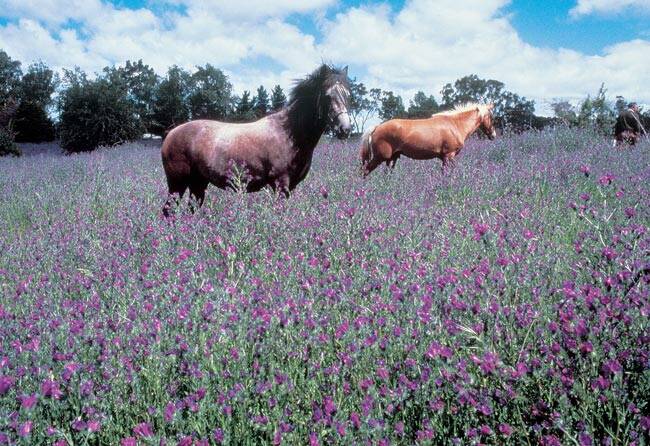 PRETTY BUT DEADLY: Paterson's Curse is thriving after recent rain. Picture: NSW DPI