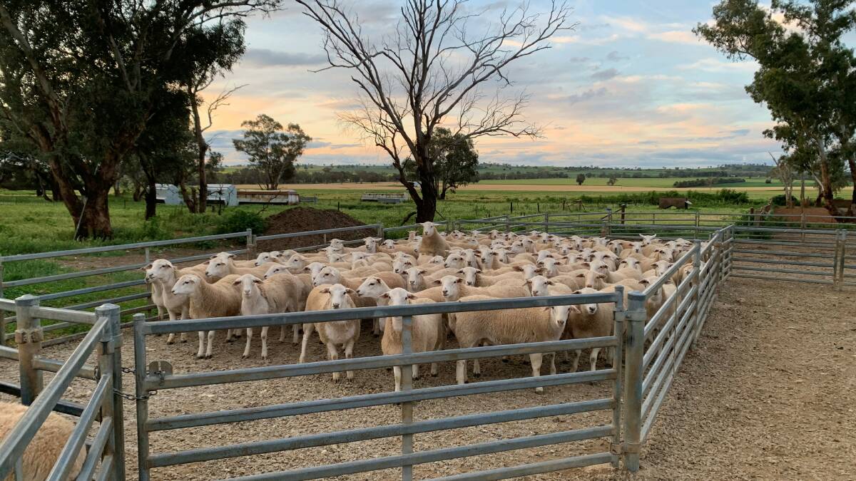 DEMAND: The Australian White ewes lambs from Marrar. Picture: Supplied