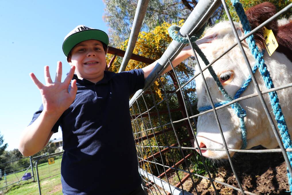 UP CLOSE: Willans Hill School pupil, Paul Tseros, 11, meets the Poll Hereford steer which will sell at the Wagga Livestock Marketing Centre to raise funds. Pictures: Emma Hillier