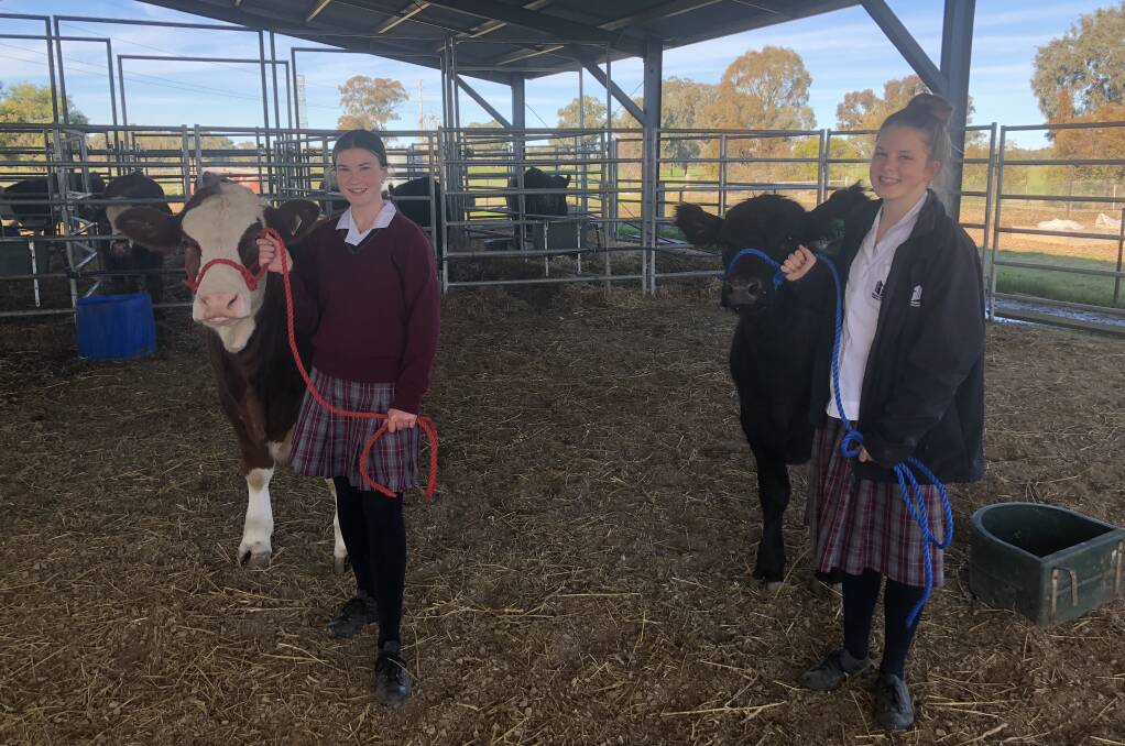 ROYAL AMBITION: Students from the Wagga Christian College, Brianna Howes, 15, and Isobel, Moane, 15 prepare cattle for the Royal Melbourne Show. 