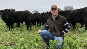 PERPLEXING TIMES: Brenton Henwood, of "Grove Meadow," Wagga is pictured with some Angus cows and calves on a grazing crop. Picture: Nikki Reynolds