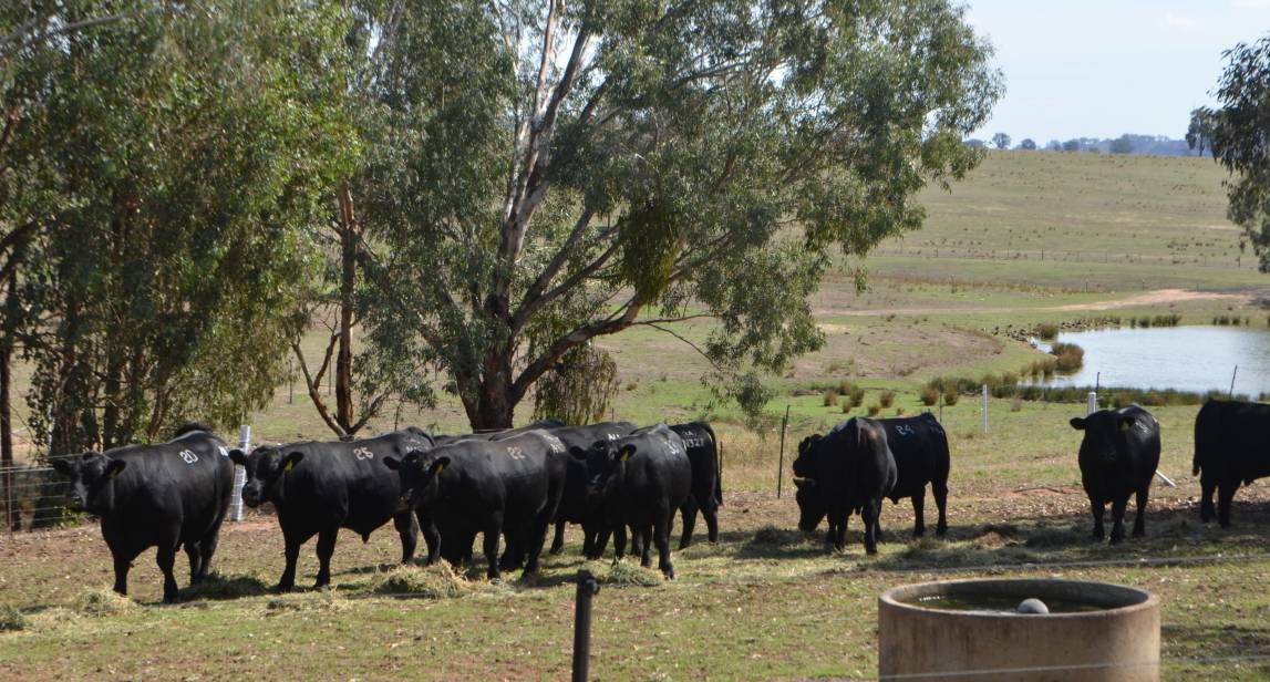 A file image of Angus cattle. 