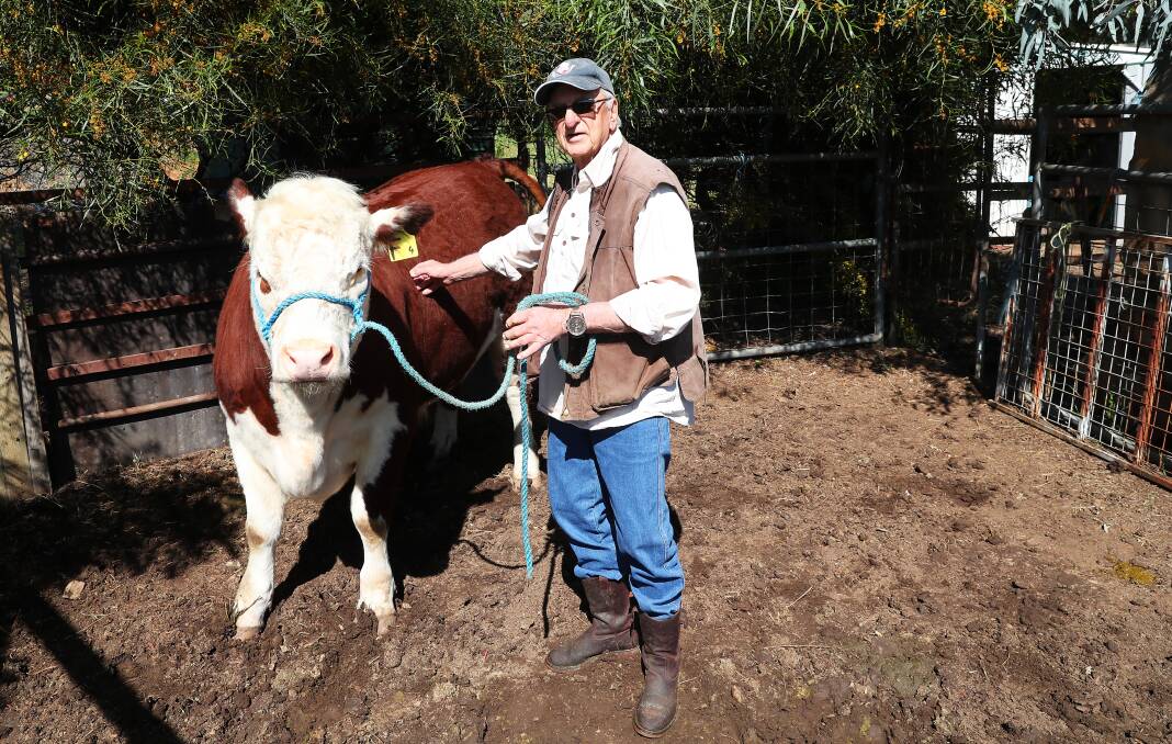 HEFTY WEIGHT: John Rodd pictured with the Poll Hereford charity steer. 