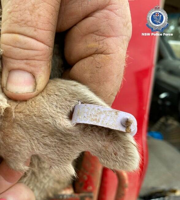 EAR TAGS: The identification marks of stolen wethers. Picture: NSW Police