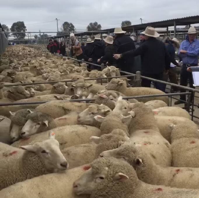 MASSIVE: These extra-heavy lambs have made a high of $354.20 at the Wagga market. Picture: Landmark Wagga