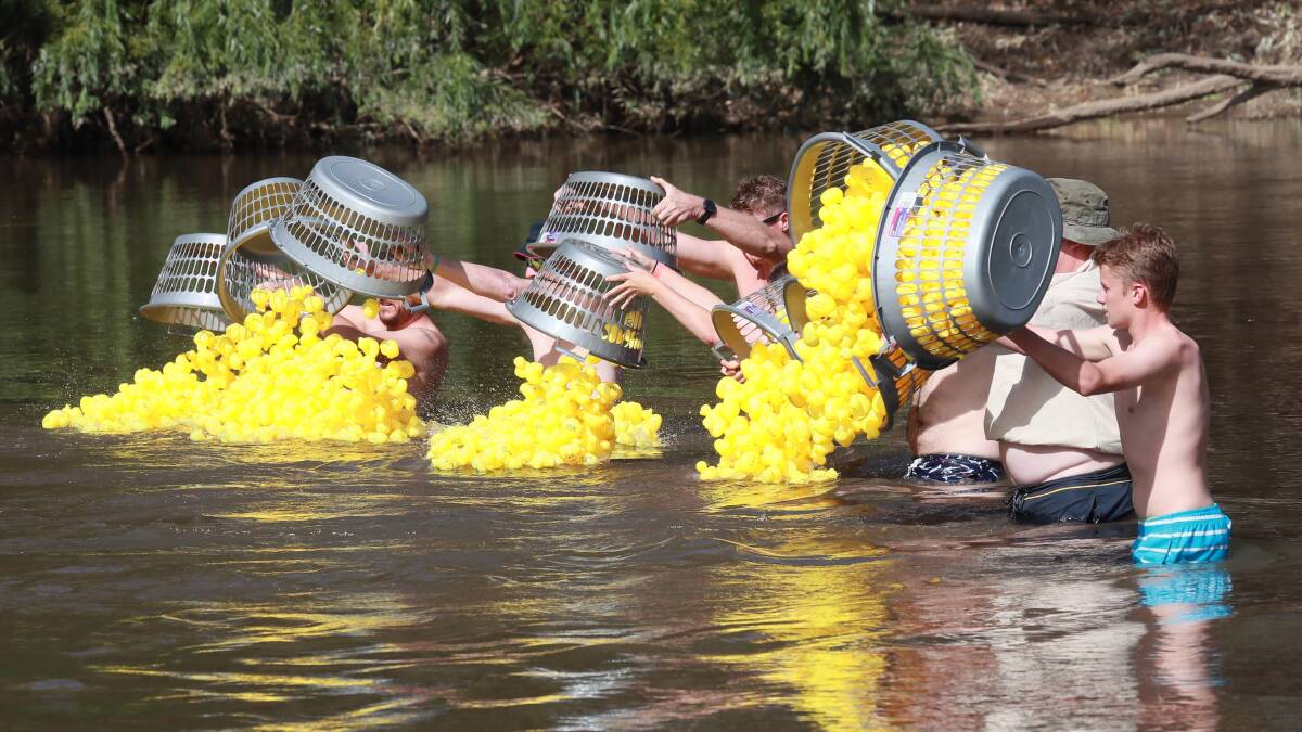 Rubber ducks launched for the 2020 race. Picture: Les Smith