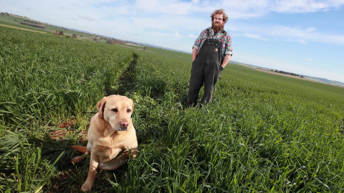 Wagga farmers enjoy bumper crops as rain returns