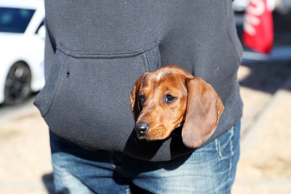 RUFF RIDER: One of the auction attendees brought along a portable pocket pup on the day. Picture: Emma Hillier