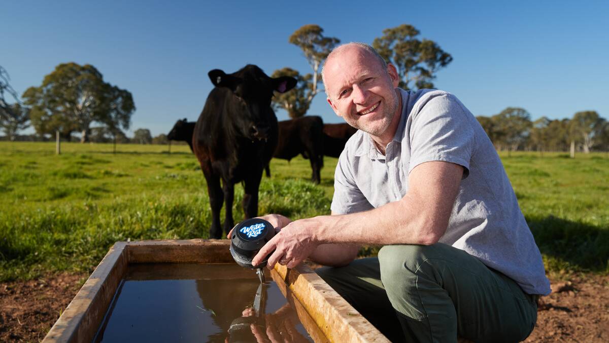 Nick Seymour has come up with a brilliant solution to stop his cows being thirsty. Picture: Contributed