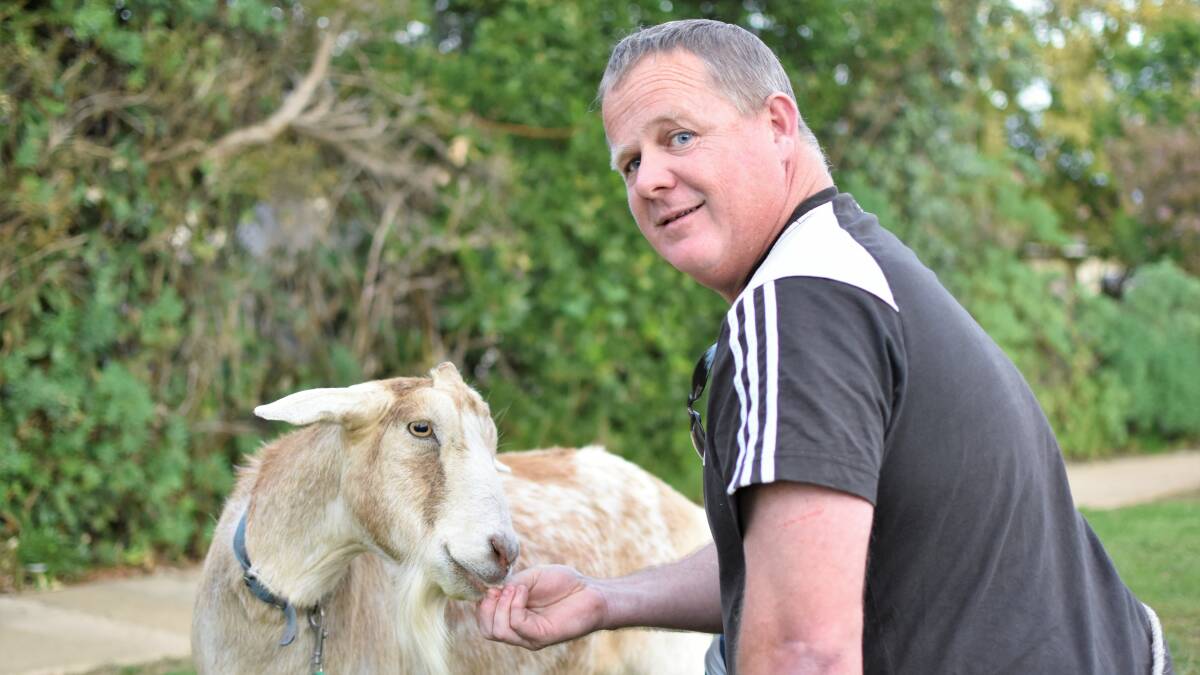 Goat keeps Kooringal man company during self-isolation