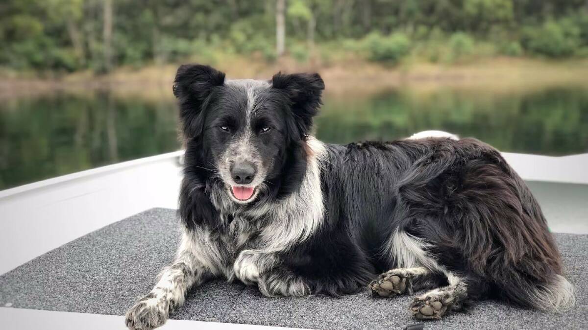 Adam Kleine's dog in the boat. Picture: Contributed
