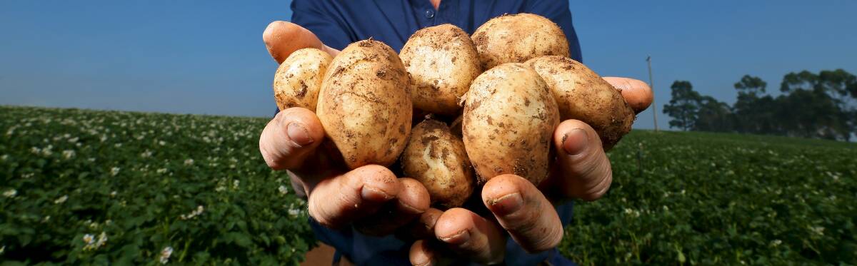 Hillston potato farm fined after worker killed