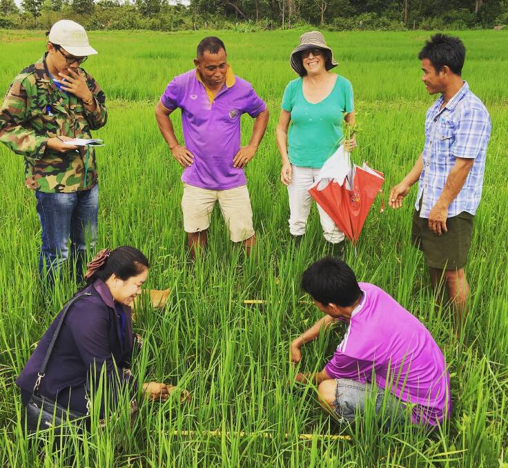 Prof Deirdre Lemerle counts weeds in rice in Savannakhet Province, Laos, with locals in 2018. Picture supplied