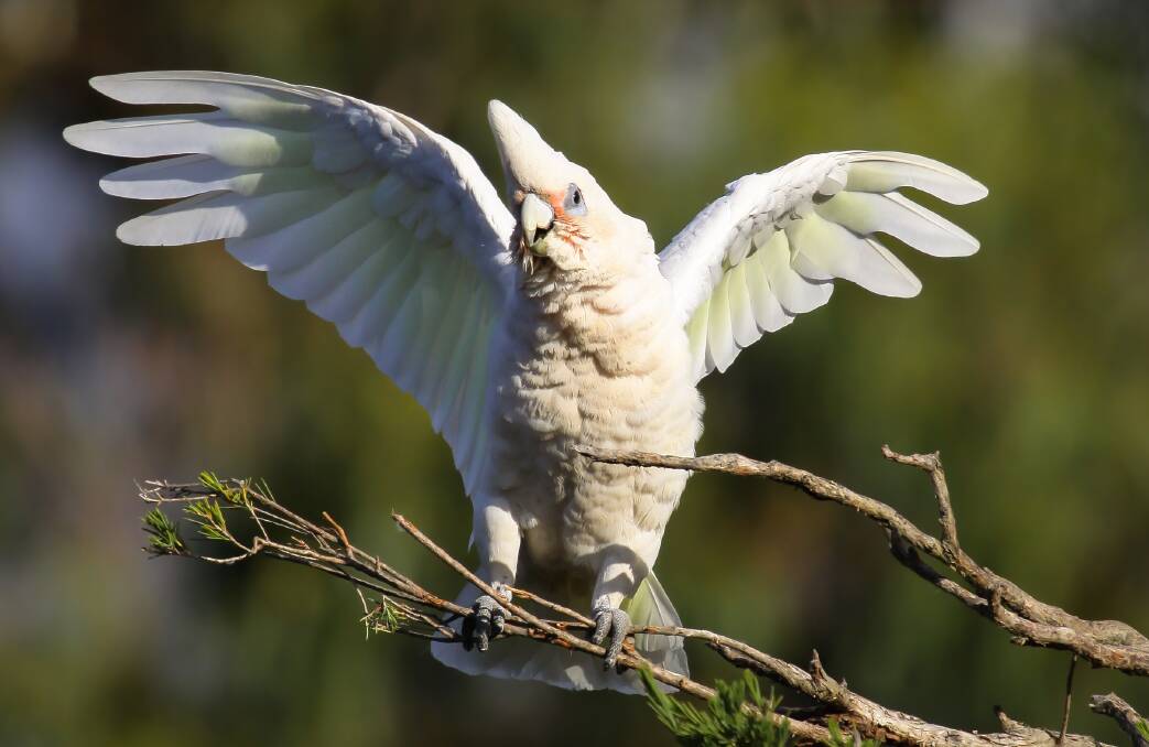 NO ACCIDENT: The killing of up to 100 corellas at Robinvale was most likely deliberate, after authorities rule out the suggestion of possible spray drift.