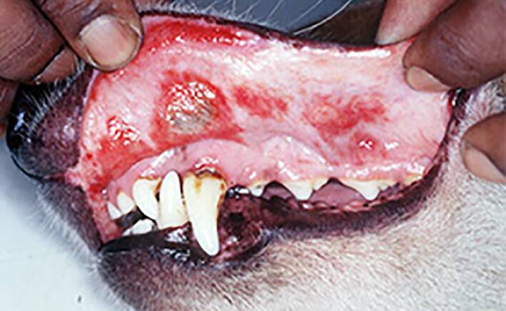 DOG DISEASE: Ehrlichiosis is carried by the common tick and has ravaged dog populations across northern Australia.