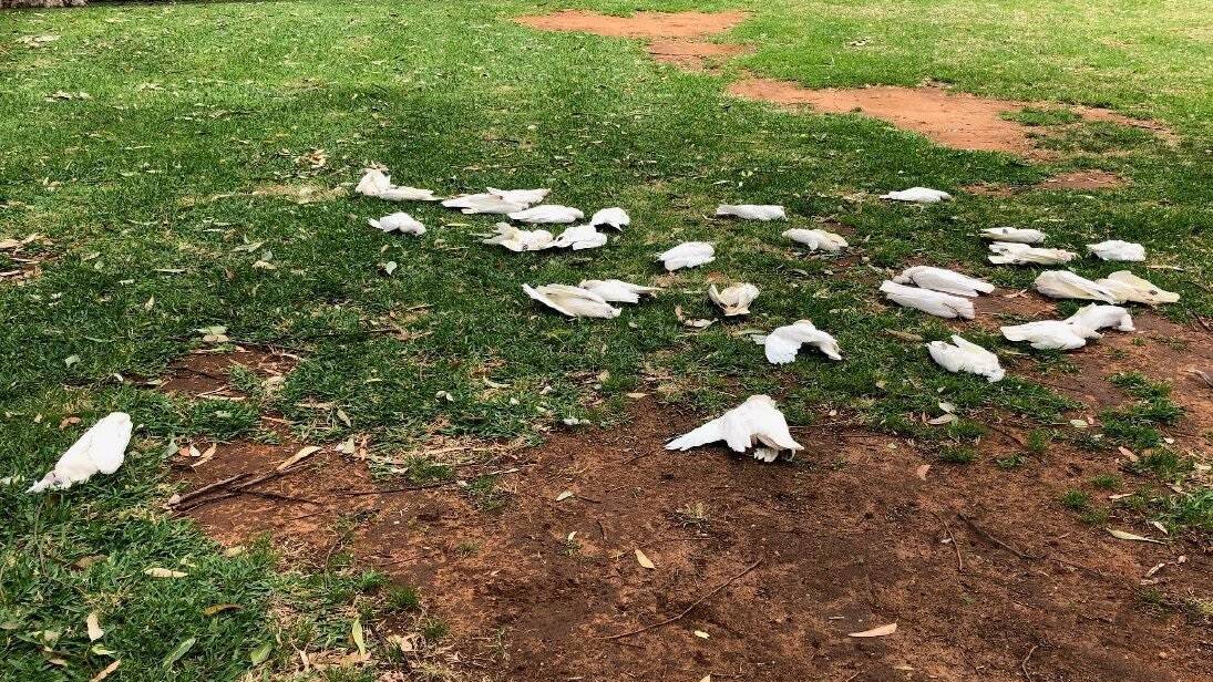 The corellas fell dead from trees at Robinvale. Picture: Office of Conservation Regulator.
