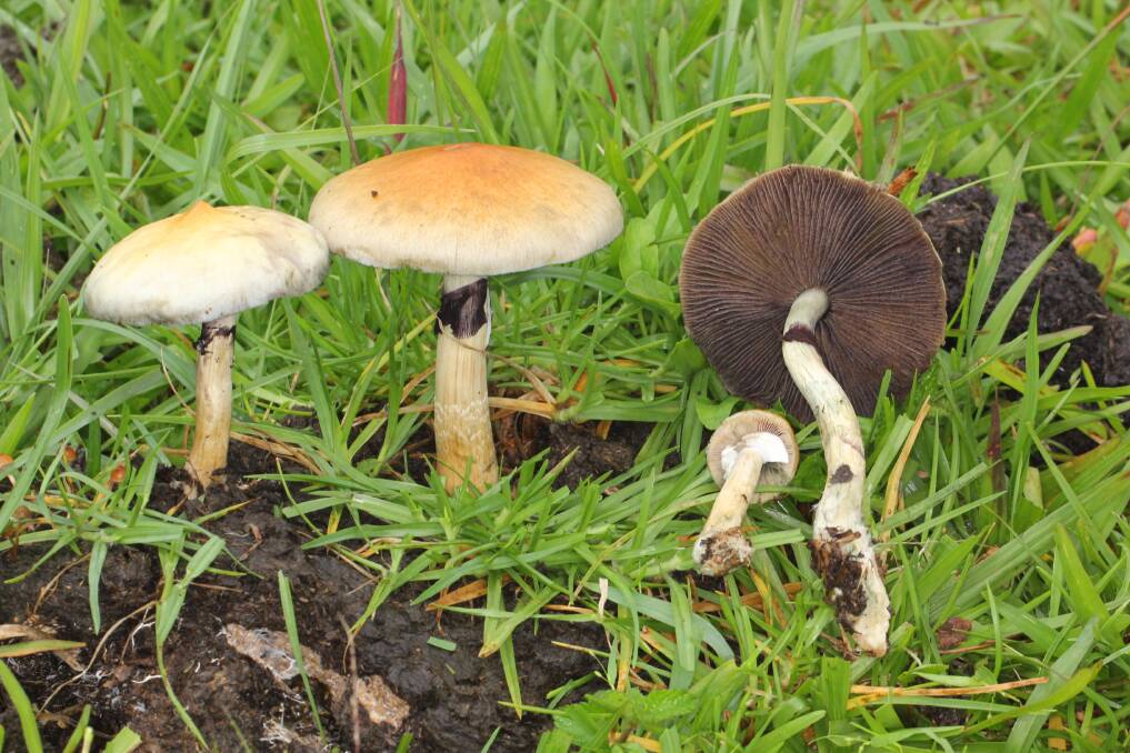 Mushrooms: Psilocybe cubensis is known to grow in cow pats. It contains the hallucinogen psilocybin. Picture: Alan Rockefeller 
