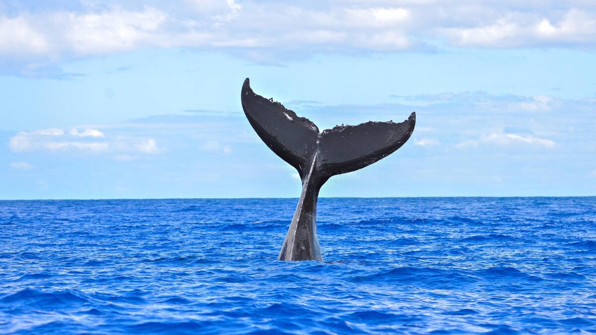 Whale-watching season … underway along Australia’s East Coast. 